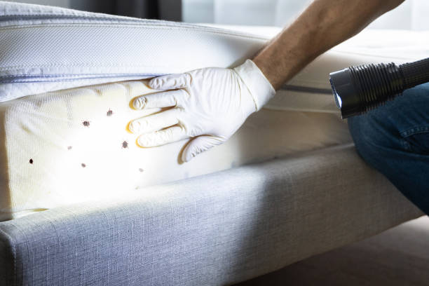 Best Cockroach Control Services  in New Berlin, IL