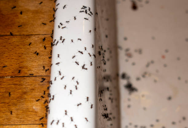 Best Residential Pest Control  in New Berlin, IL