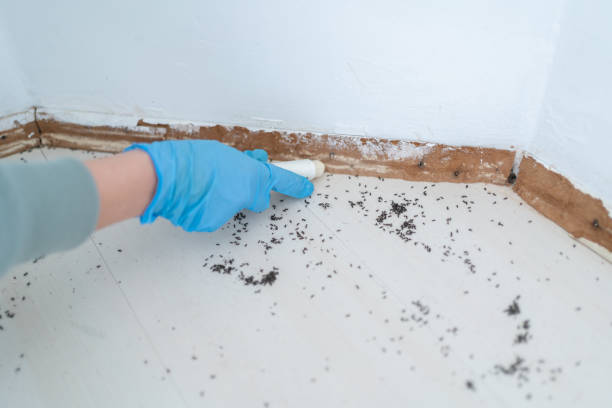 Flea Control Services in New Berlin, IL